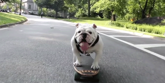 Dog on Skateboard